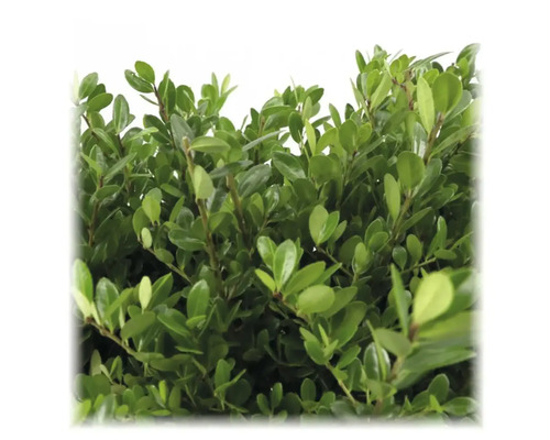 På bilden visas en häckväxt med tät, grön grönska.