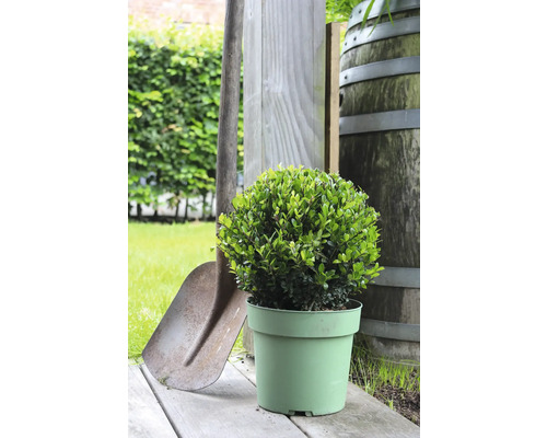 Rund buxbom i kruka med spade och trätunna i trädgården