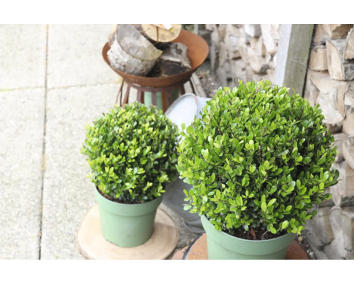 Två buxbomsklot i krukor för trädgården.