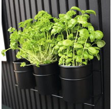 Örtbasilika och persilja i svarta krukor på en metallhylla