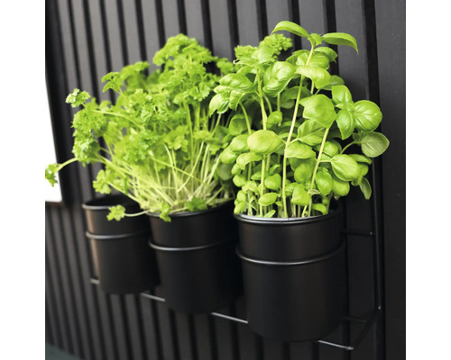 Örtbasilika och persilja i svarta krukor på en metallhylla