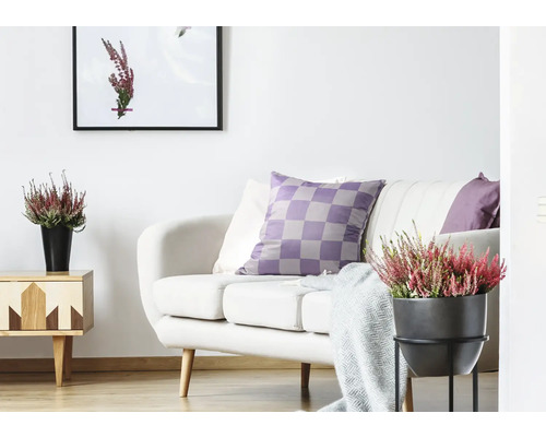 Ljust vardagsrum med soffa, kuddar, sidobord och krukväxter