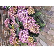 Närbild av en hortensia i en kruka med lila blommor