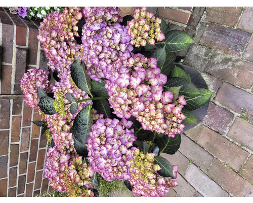 Närbild av en hortensia i en kruka med lila blommor