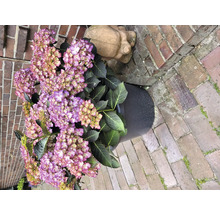 Hortensia i kruka bredvid en stenfigur och tegelstenar
