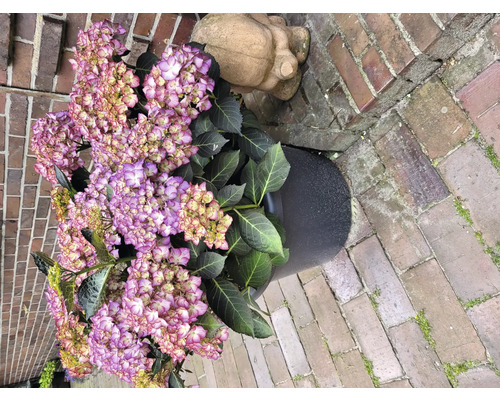 Hortensia i kruka bredvid en stenfigur och tegelstenar