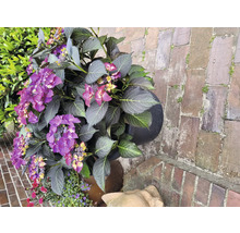 Hortensia med lila blommor i blomkruka