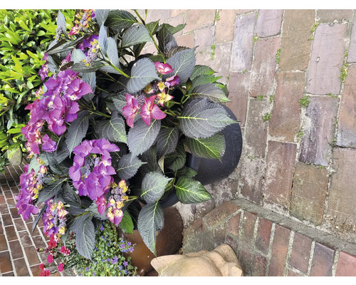 Hortensia med lila blommor i blomkruka