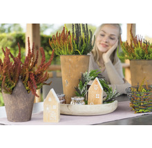 Dekoration med ljung i krukor och ljuslyktor på ett bord