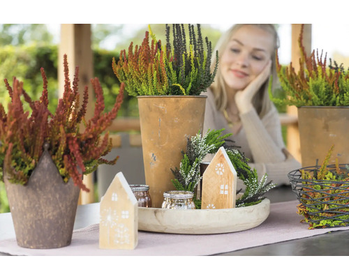 Dekoration med ljung i krukor och ljuslyktor på ett bord