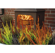 Dekorativa ljungväxter framför en braskamin.