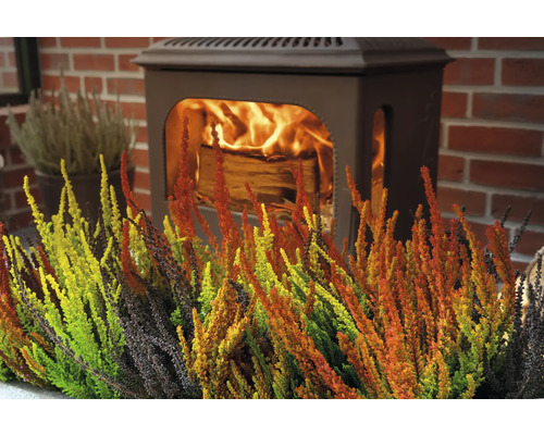 Dekorativa ljungväxter framför en braskamin.