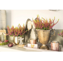 Dekorativa ljungarrangemang i gyllene planteringskärl, kompletterade med änglavingar och ljus