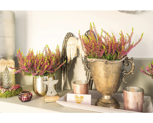 Ljung FLORASELF Calluna vulgaris Gardengirls® 'Golden Angie' krukstorlek Ø11cm Dekorativa ljungarrangemang i gyllene planteringskärl, kompletterade med änglavingar och ljus