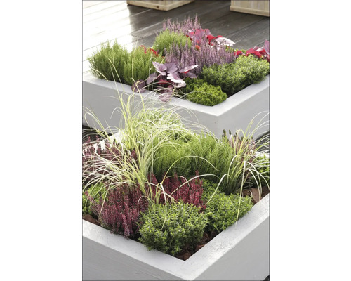 Planterade, upphöjda trädgårdsrabatter med höstblommor och prydnadsgräs