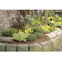 Blomrabatt med stenkanter, planterad med olika blommor och växter