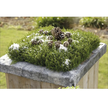 Dekorativt arrangemang med grön växt, kottar och snö på en piedestal