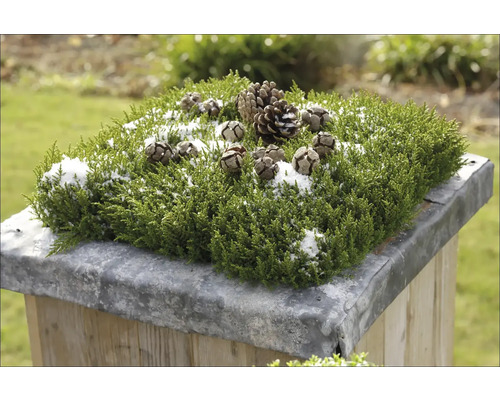 Dekorativt arrangemang med grön växt, kottar och snö på en piedestal