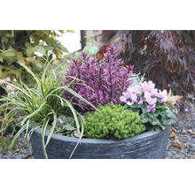 Blomsterarrangemang i planteringskärl med olika prydnadsväxter.