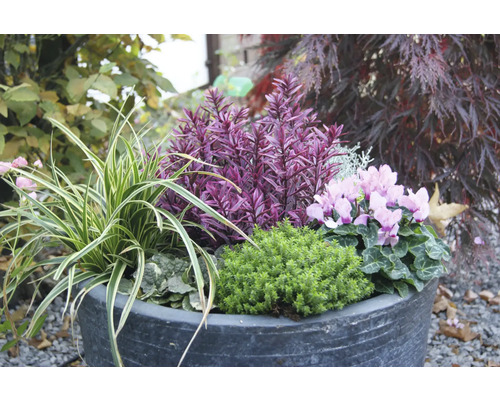 Blomsterarrangemang i planteringskärl med olika prydnadsväxter.