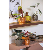 Dekorativa krukväxter i krukor på hyllor med teservis