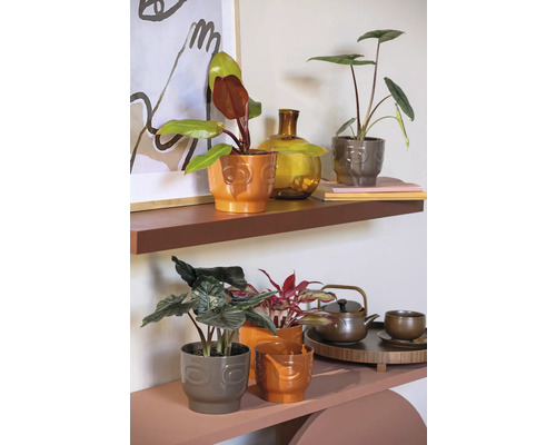 Dekorativa krukväxter i krukor på hyllor med teservis