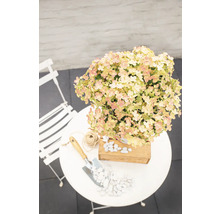 Hortensia i kruka på ett trädgårdsbord med spade och småsten