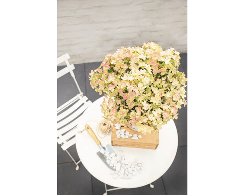 Hortensia i kruka på ett trädgårdsbord med spade och småsten