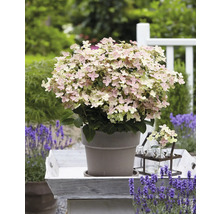 Syrenhortensia i kruka på bricka med lavendel i trädgården