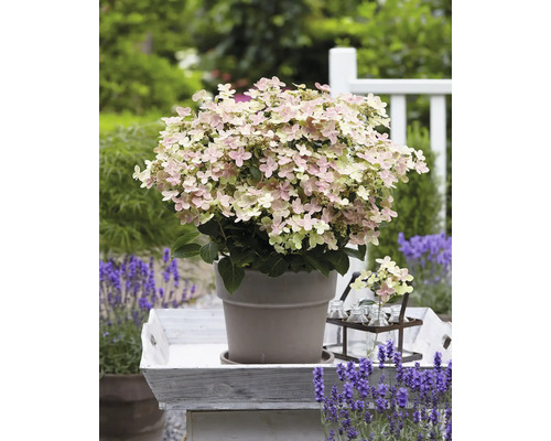 Syrenhortensia i kruka på bricka med lavendel i trädgården