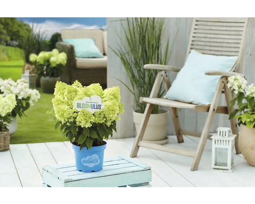 Trädgårdsscen med blommande Hortensia Bloomulus i kruka på ett trädgårdsbord bredvid en trädgårdsstol