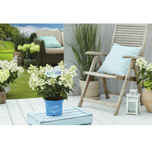 Scen med Cloud Hortensia i kruka på en terrass med sittplatser