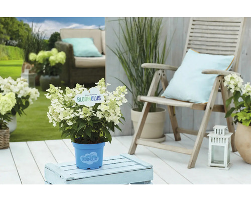 Scen med Cloud Hortensia i kruka på en terrass med sittplatser