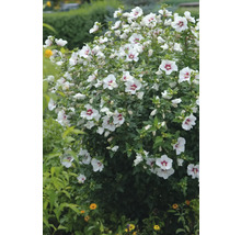 Blommande hibiskusbuske med vita blommor