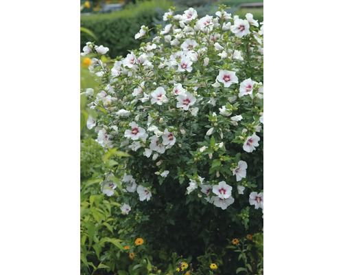Blommande hibiskusbuske med vita blommor