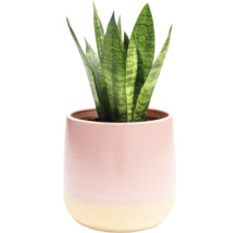 Sansevieria krukväxt i en kruka