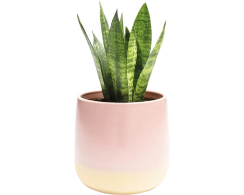 Sansevieria krukväxt i en kruka