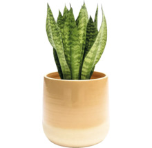 Svärmors tunga krukväxt i kruka