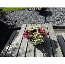Korg med vita och röda bärlyng på träbord i trädgården