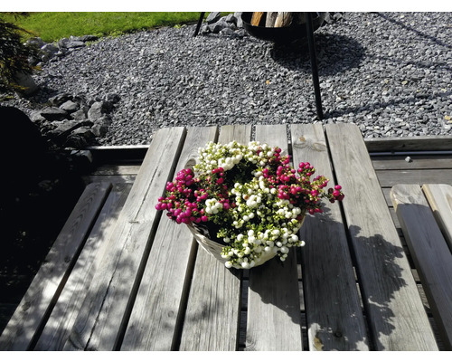 Korg med vita och röda bärlyng på träbord i trädgården