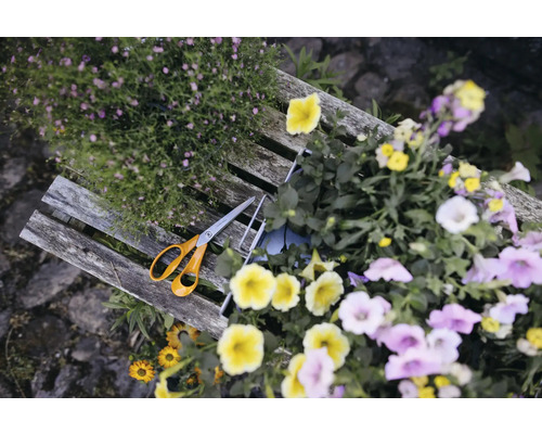 Trädgårdssax ligger på en träbänk, omgiven av färgglada blommor.