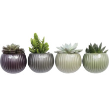 Fyra suckulenter i dekorativa krukor