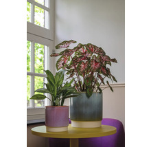 Två krukväxter i blomkrukor på ett bord