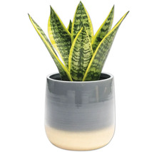 Sansevieria krukväxt i kruka