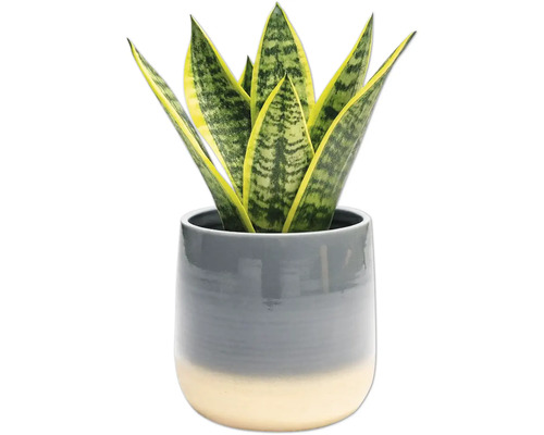 Sansevieria krukväxt i kruka
