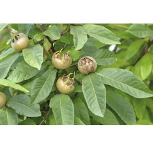 Mispelfrukter med blad på ett träd