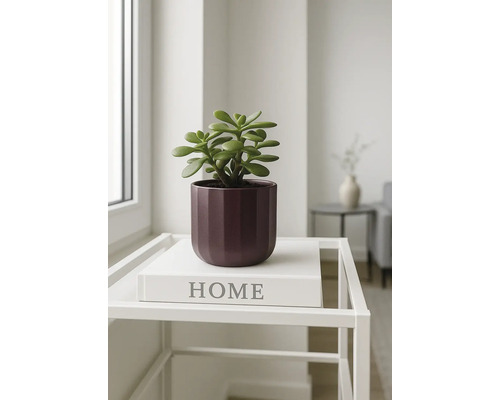 Succulent i en kruka på ett litet bord