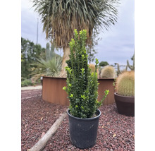 Buxus odlad i kruka