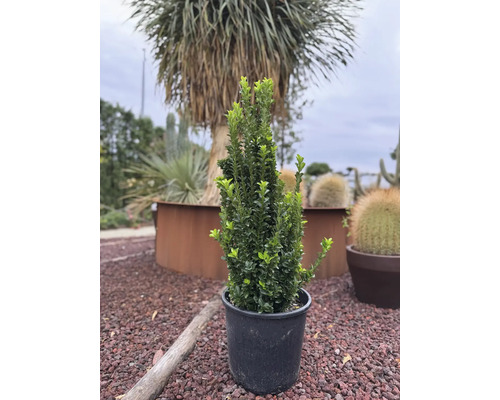 Buxus odlad i kruka