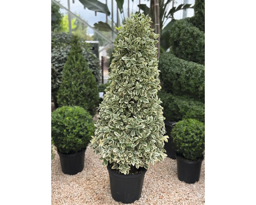 Benved i kruka med konform för trädgården